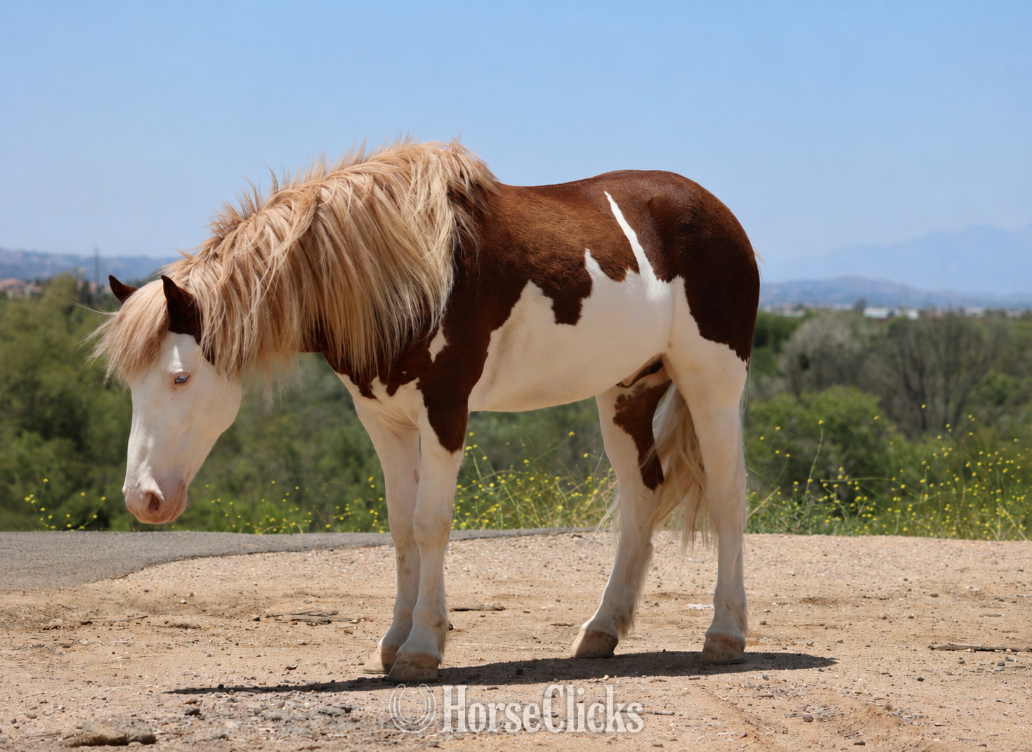 Pony - "CHEESE" Pinto Gelding Pony in California