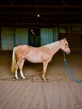 "HONEY" Palomino Mare Quarter Horse