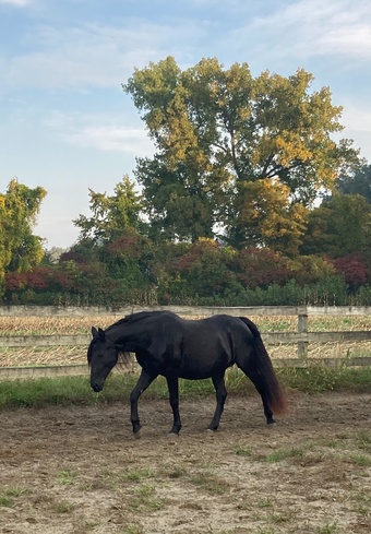 "Branka’s Monday " Black Mare Morgan