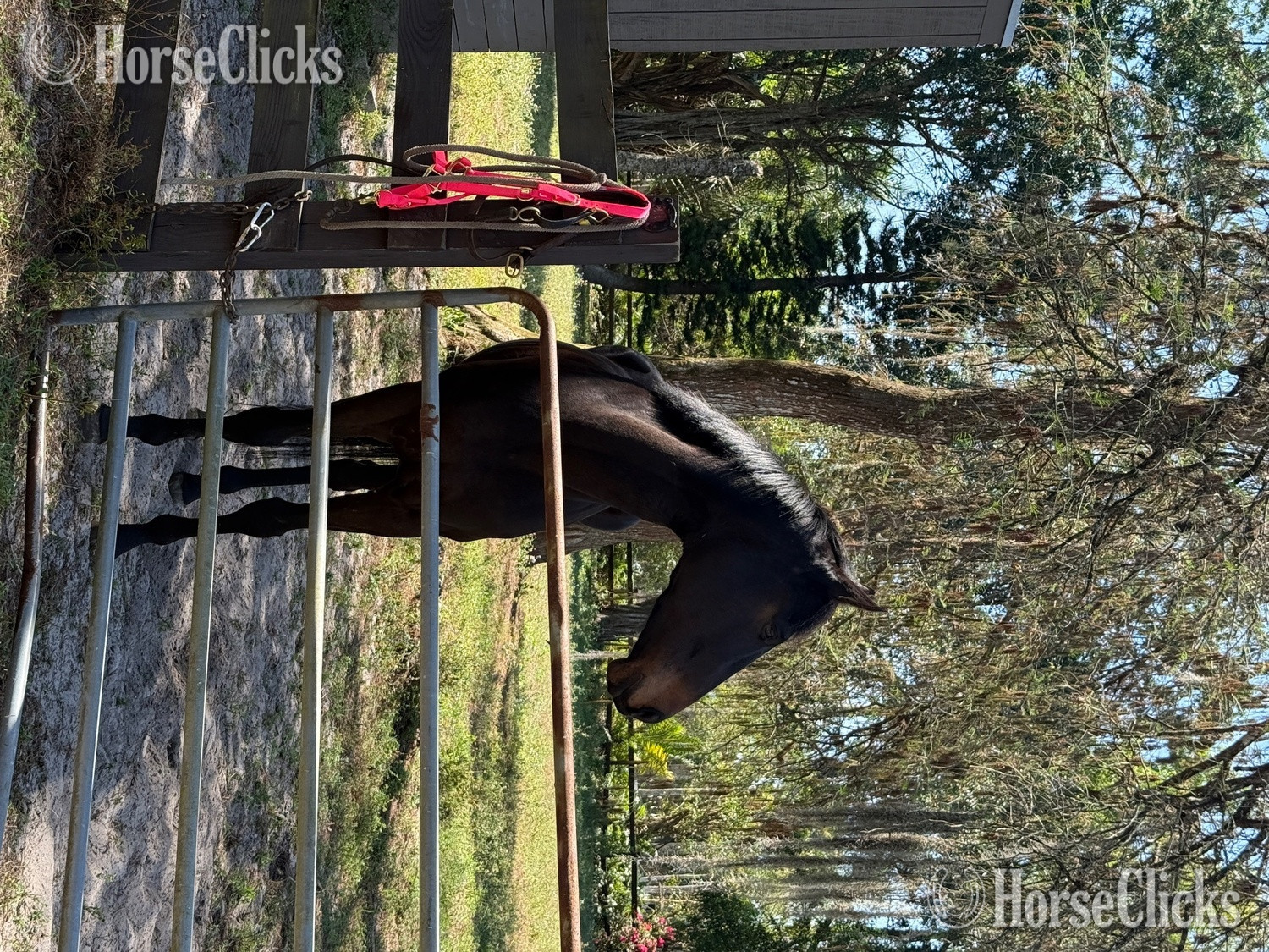 "Babe" Bay Mare Thoroughbred - Thoroughbred in Florida
