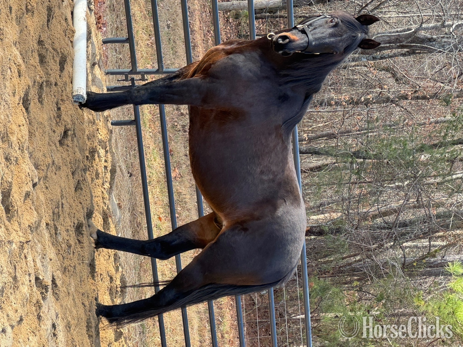 "Apollo" Bay Gelding Other Breed in North Carolina