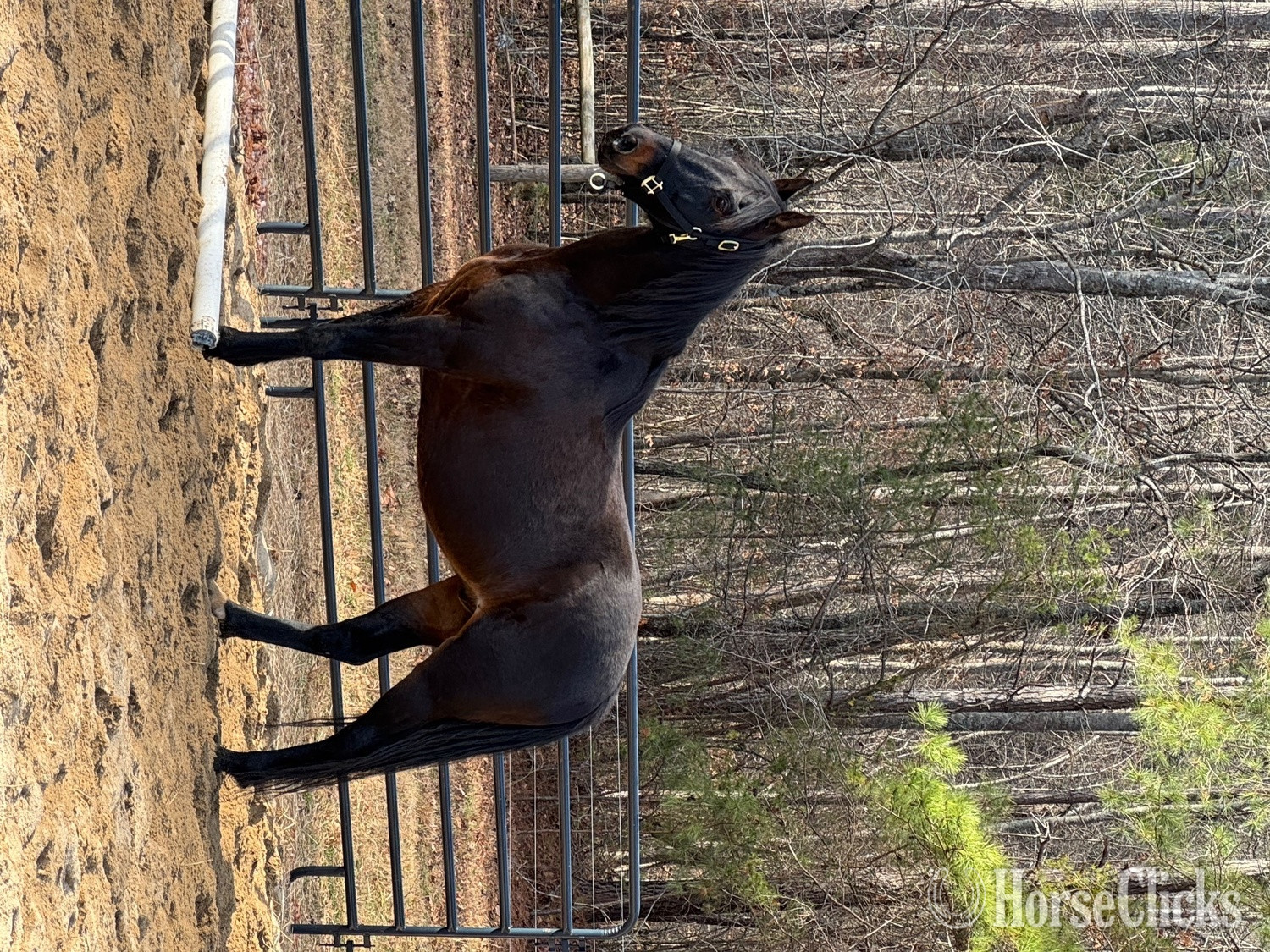 "Apollo" Bay Gelding Other Breed