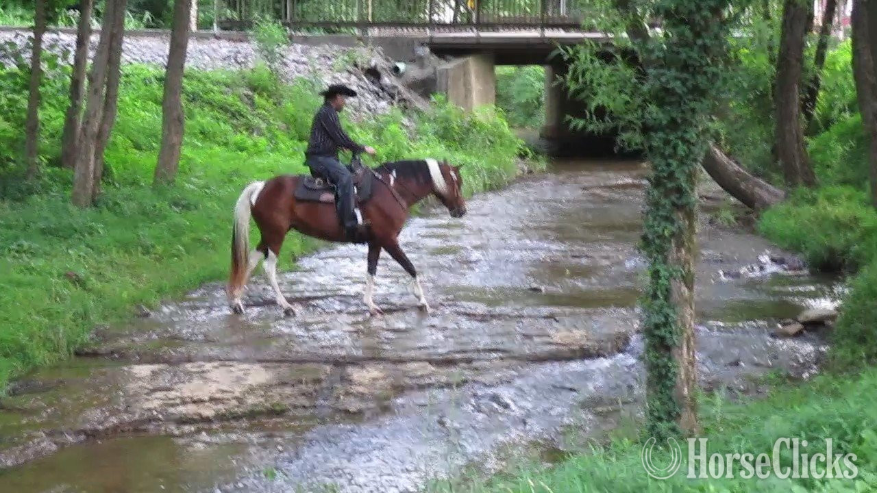 "Jewel" Tabiano Mare Spotted Saddle