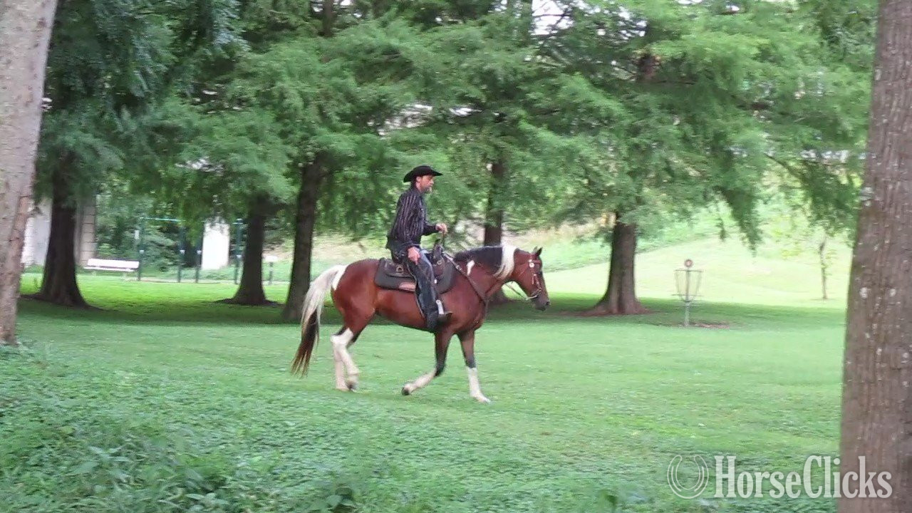 "Jewel" Tabiano Mare Spotted Saddle - Spotted Saddle