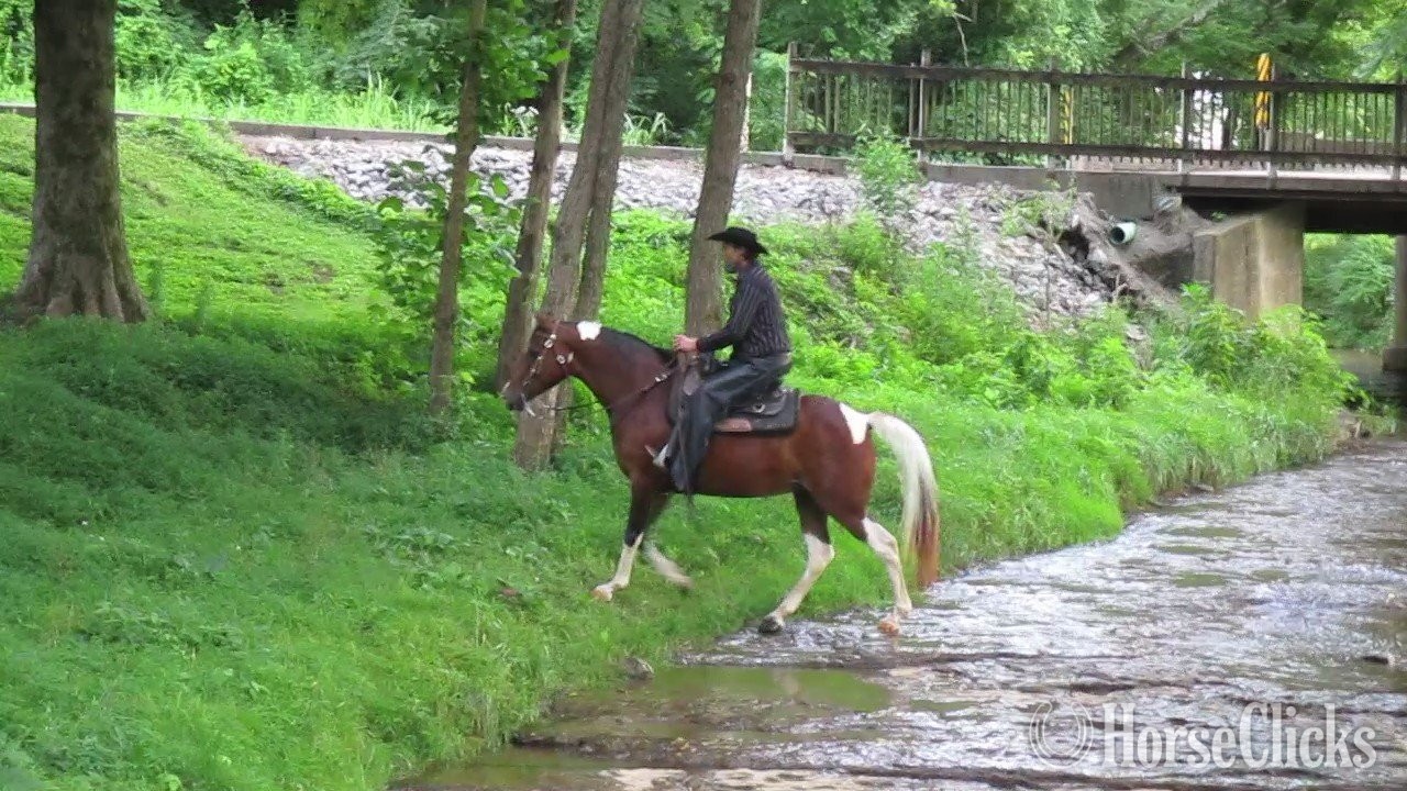 Spotted Saddle - "Jewel" Tabiano Mare Spotted Saddle in Tennessee