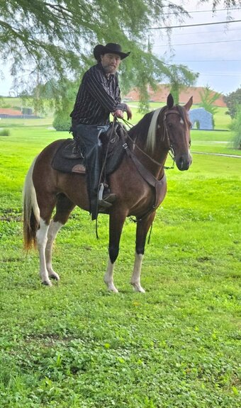 "Jewel" Tabiano Mare Spotted Saddle