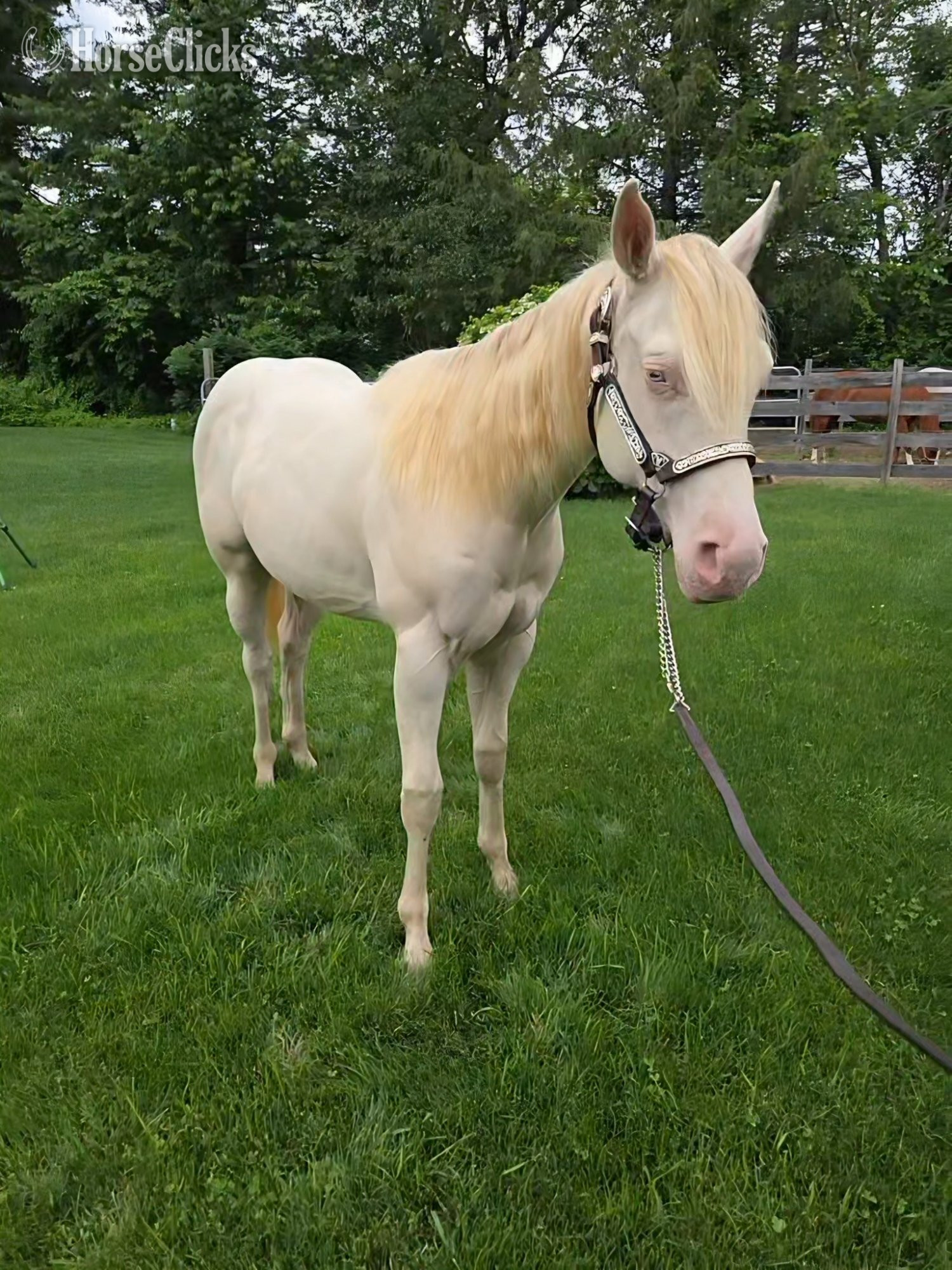 "Iris Isabella" Perlino Filly Quarter Horse in Massachusetts