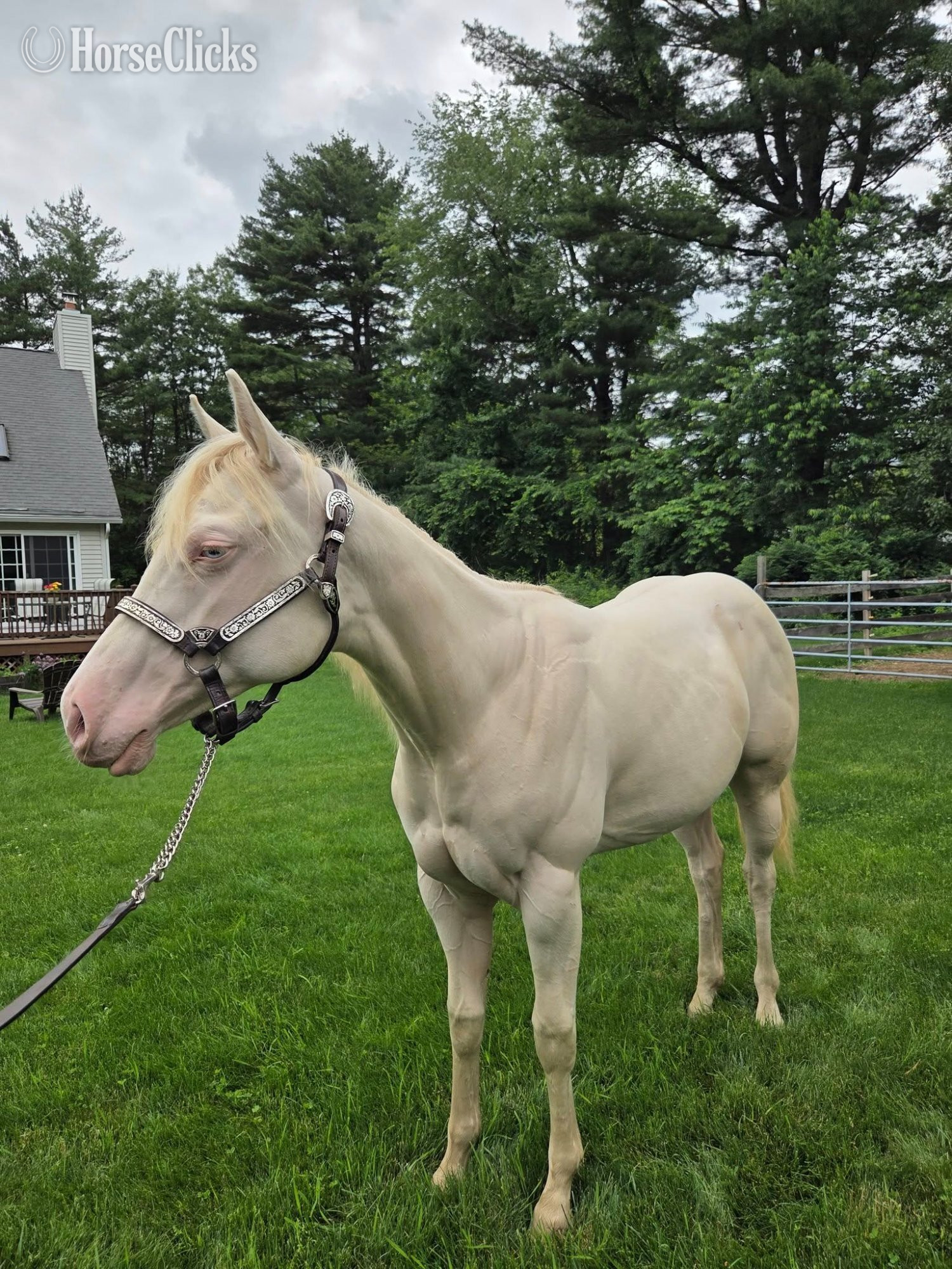 "Iris Isabella" Perlino Filly Quarter Horse