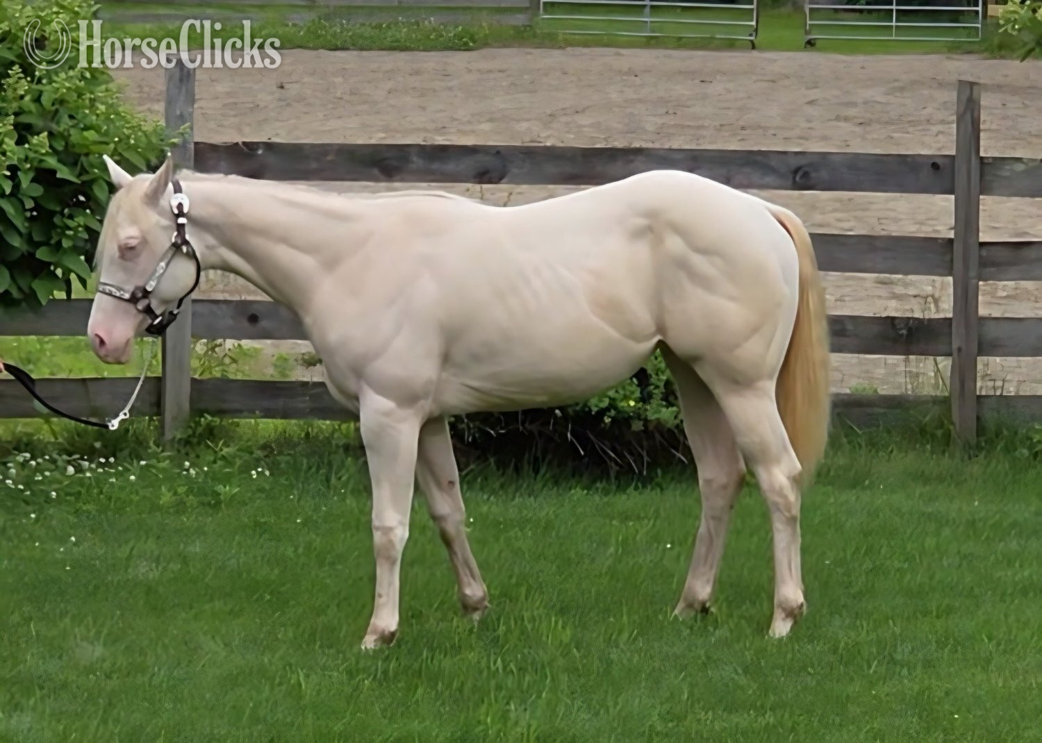Massachusetts "Iris Isabella" Perlino Filly Quarter Horse