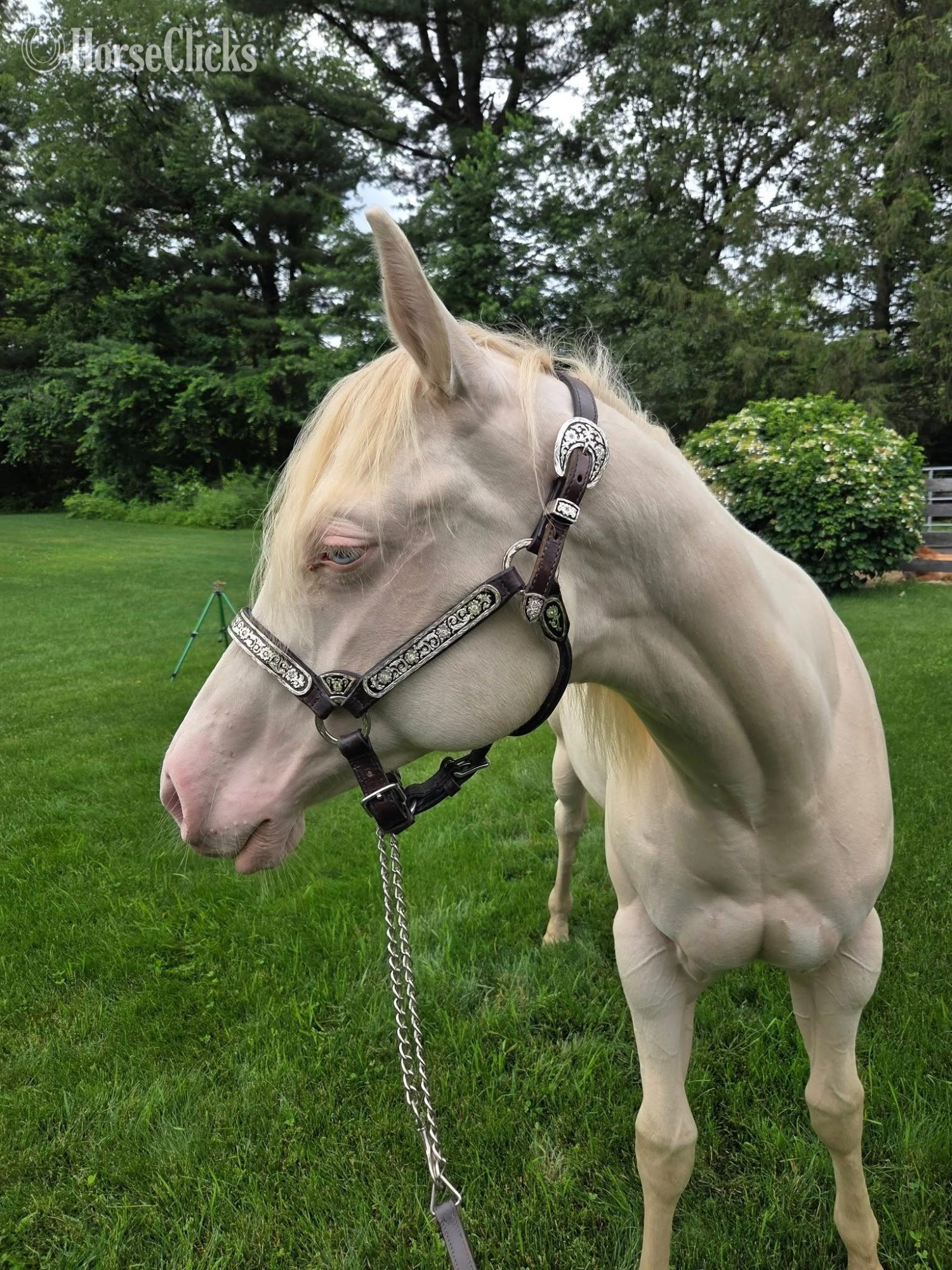 "Iris Isabella" Perlino Filly Quarter Horse - Quarter Horse in Massachusetts