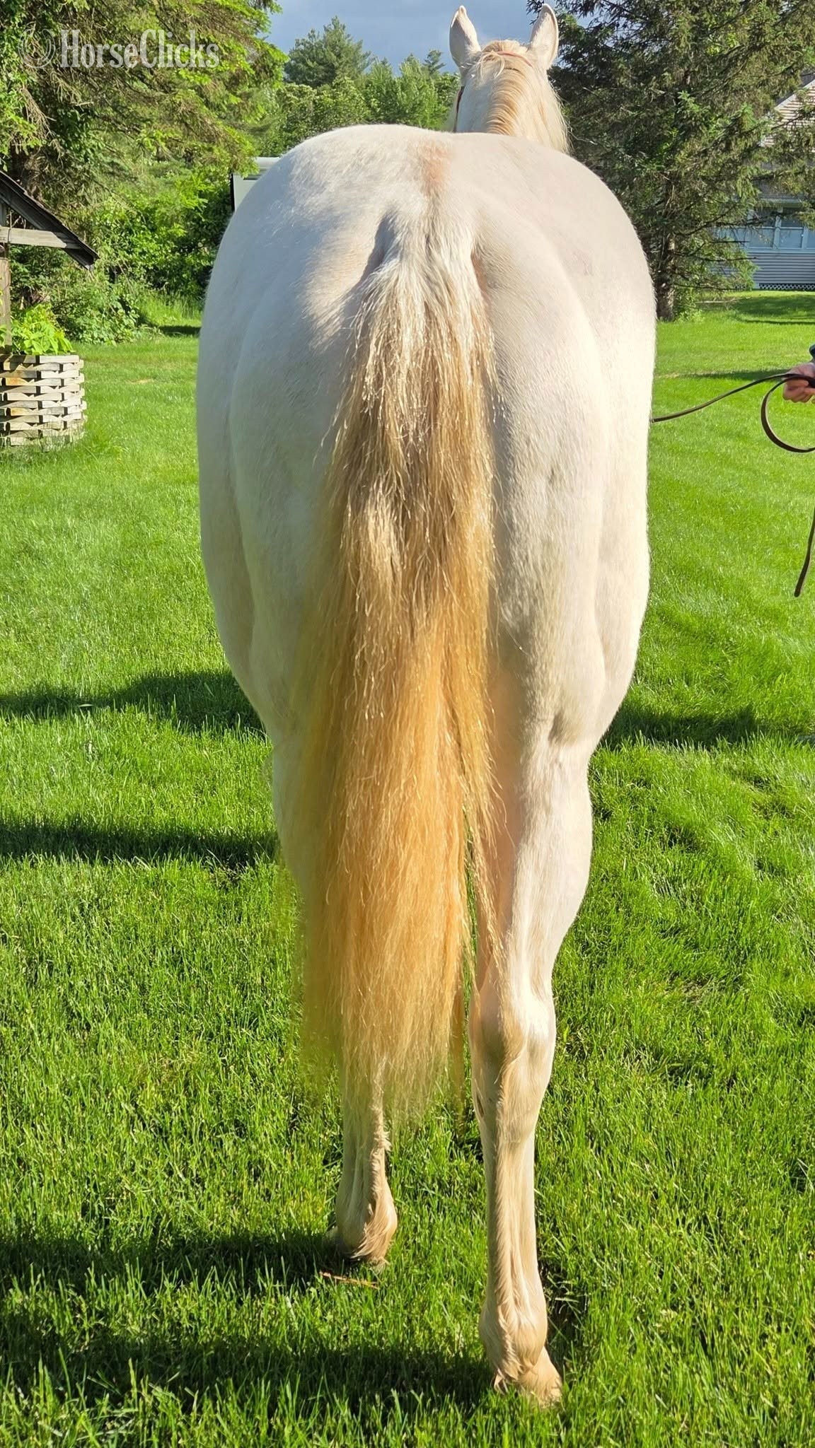 "Iris Isabella" Perlino Filly Quarter Horse - Quarter Horse