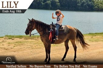 "Lily" Grullo Mare Quarter Horse
