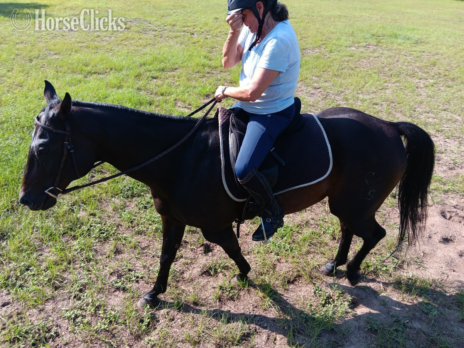 Florida Brown 14.3hh Gelding for Lease