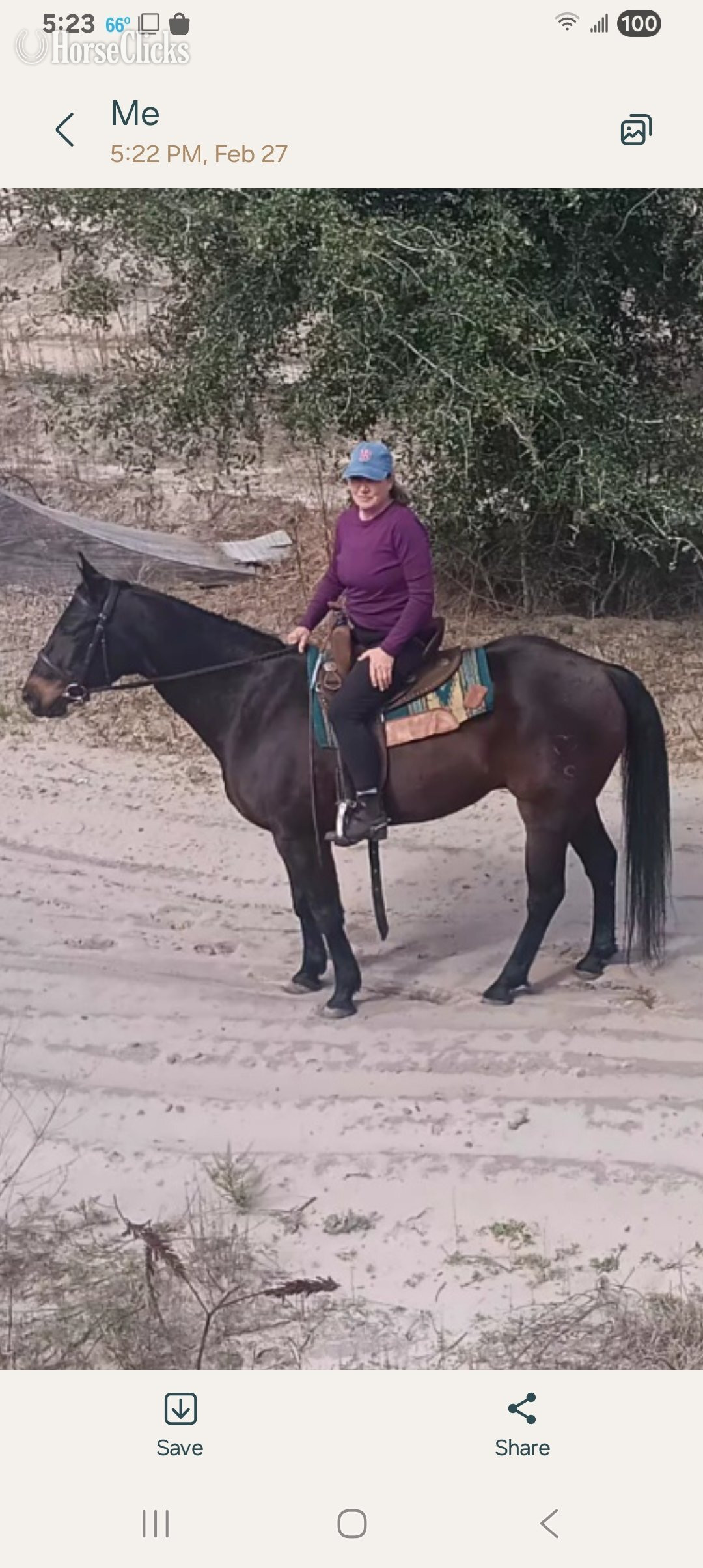  - Brown 14.3hh Gelding for Lease in Florida