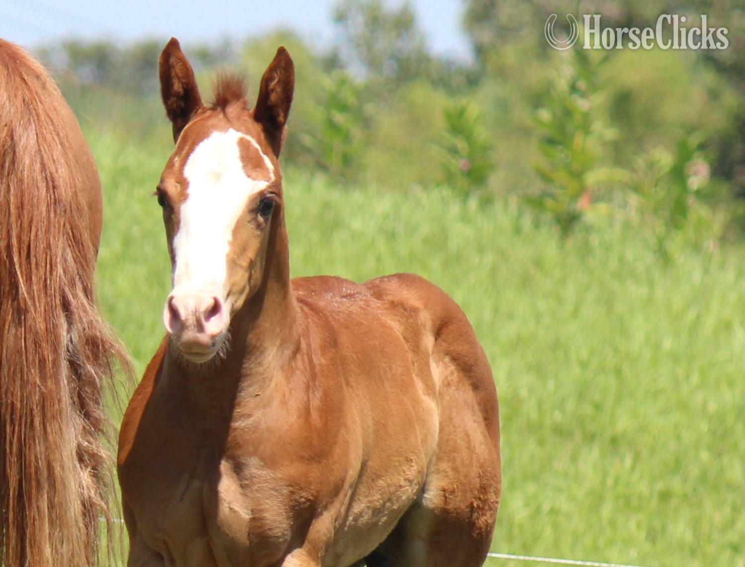 "NV Cool Red Sonny-SOLD" Sorrel Colt Paint in Iowa