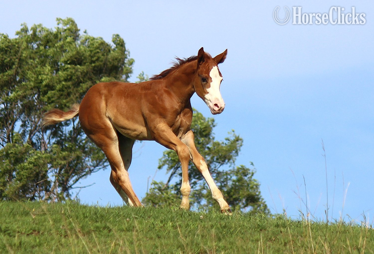 Iowa "NV Cool Red Sonny-SOLD" Sorrel Colt Paint