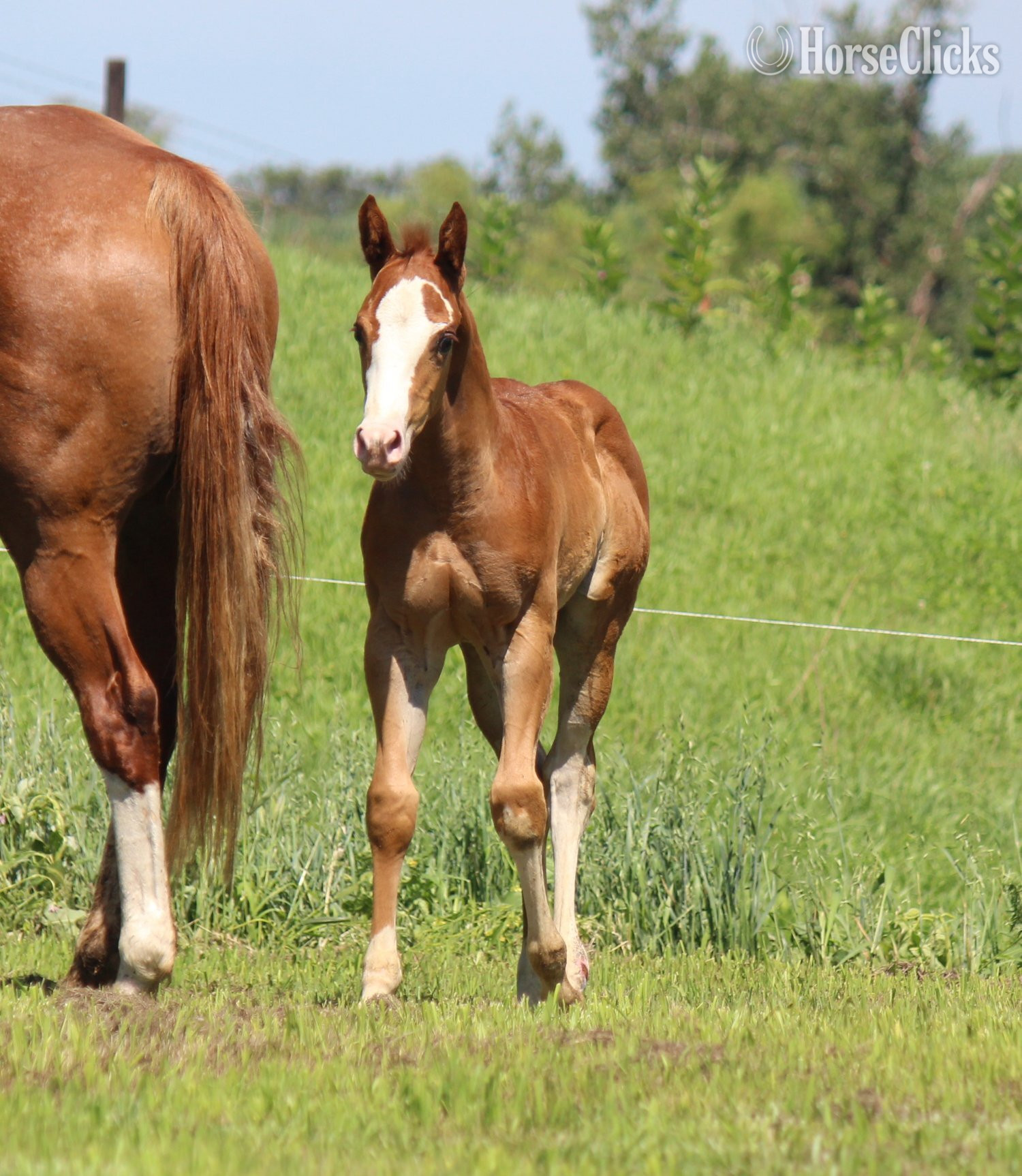 "NV Cool Red Sonny-SOLD" Sorrel Colt Paint - Paint