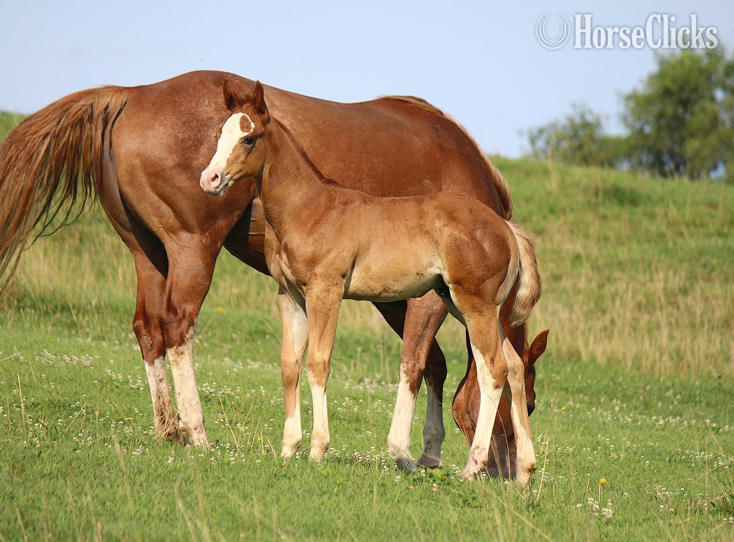 "NV Cool Red Sonny-SOLD" Sorrel Colt Paint Iowa