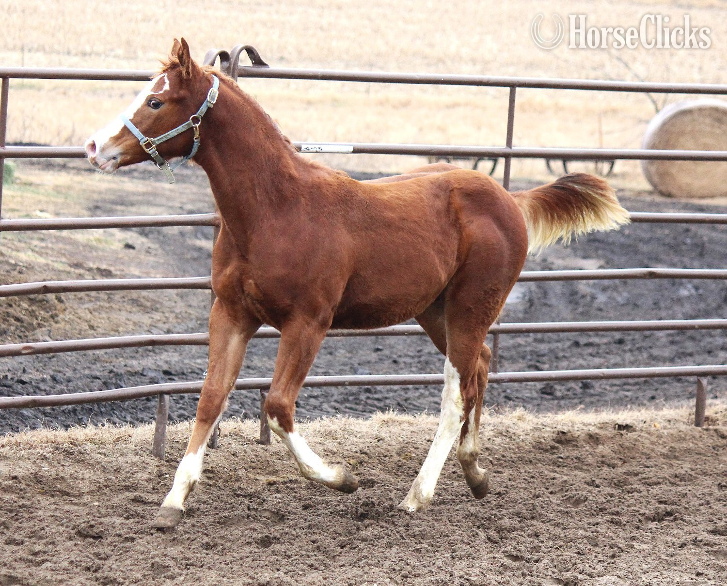 Paint - "NV Cool Red Sonny-SOLD" Sorrel Colt Paint