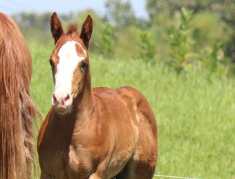 "NV Cool Red Sonny-SOLD" Sorrel Colt Paint