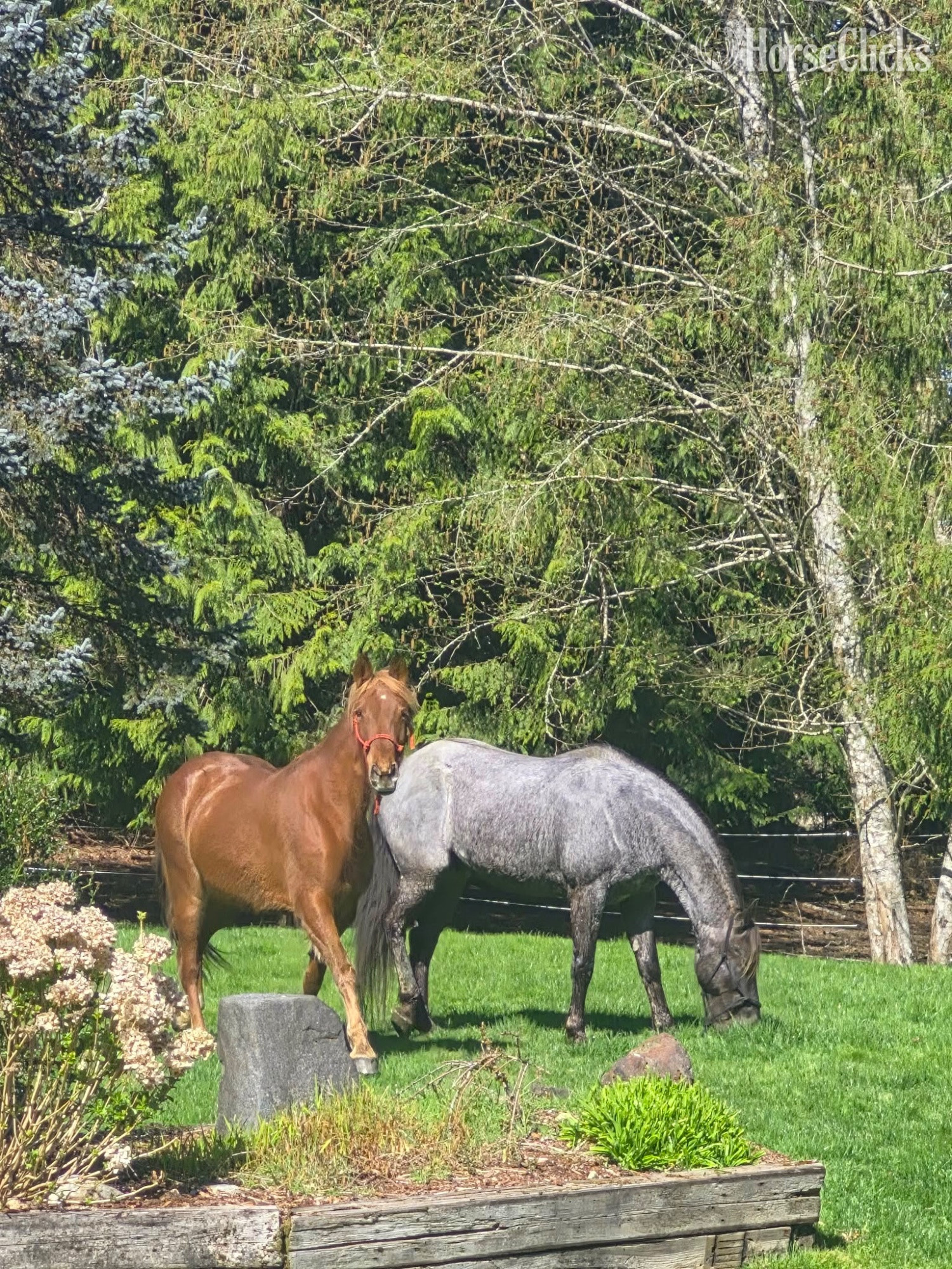 "Duke" Blue Roan Gelding Rocky Mountain in Washington