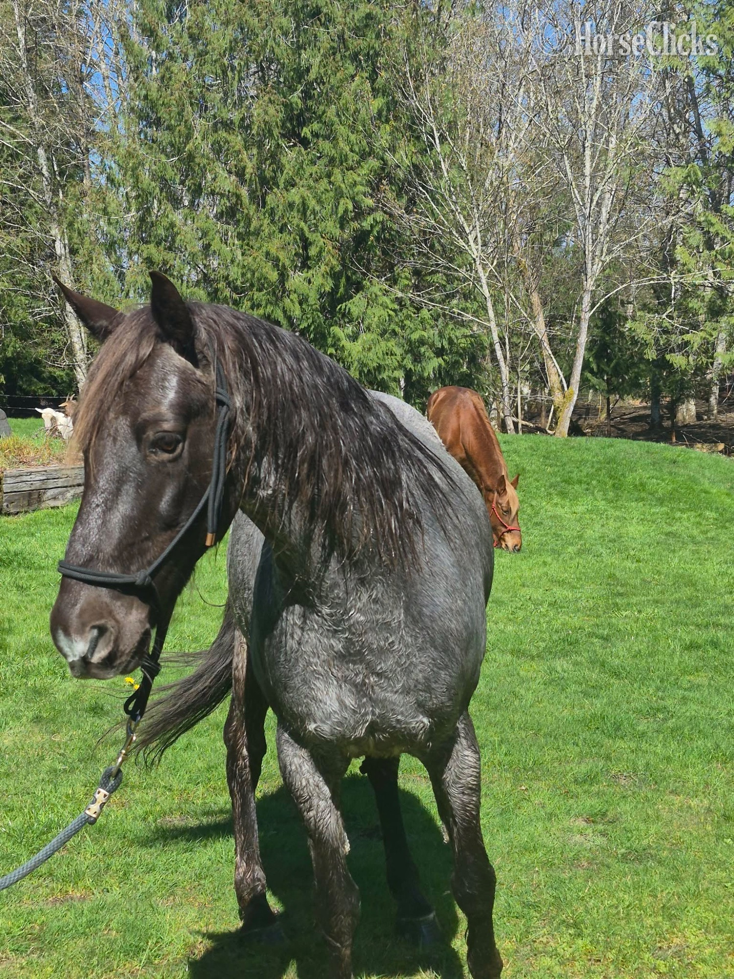 "Duke" Blue Roan Gelding Rocky Mountain