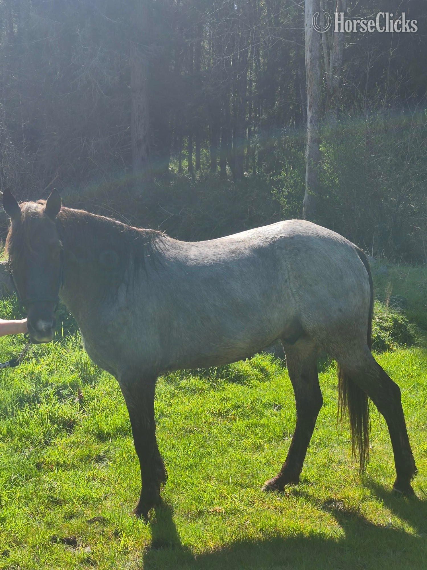 Washington "Duke" Blue Roan Gelding Rocky Mountain