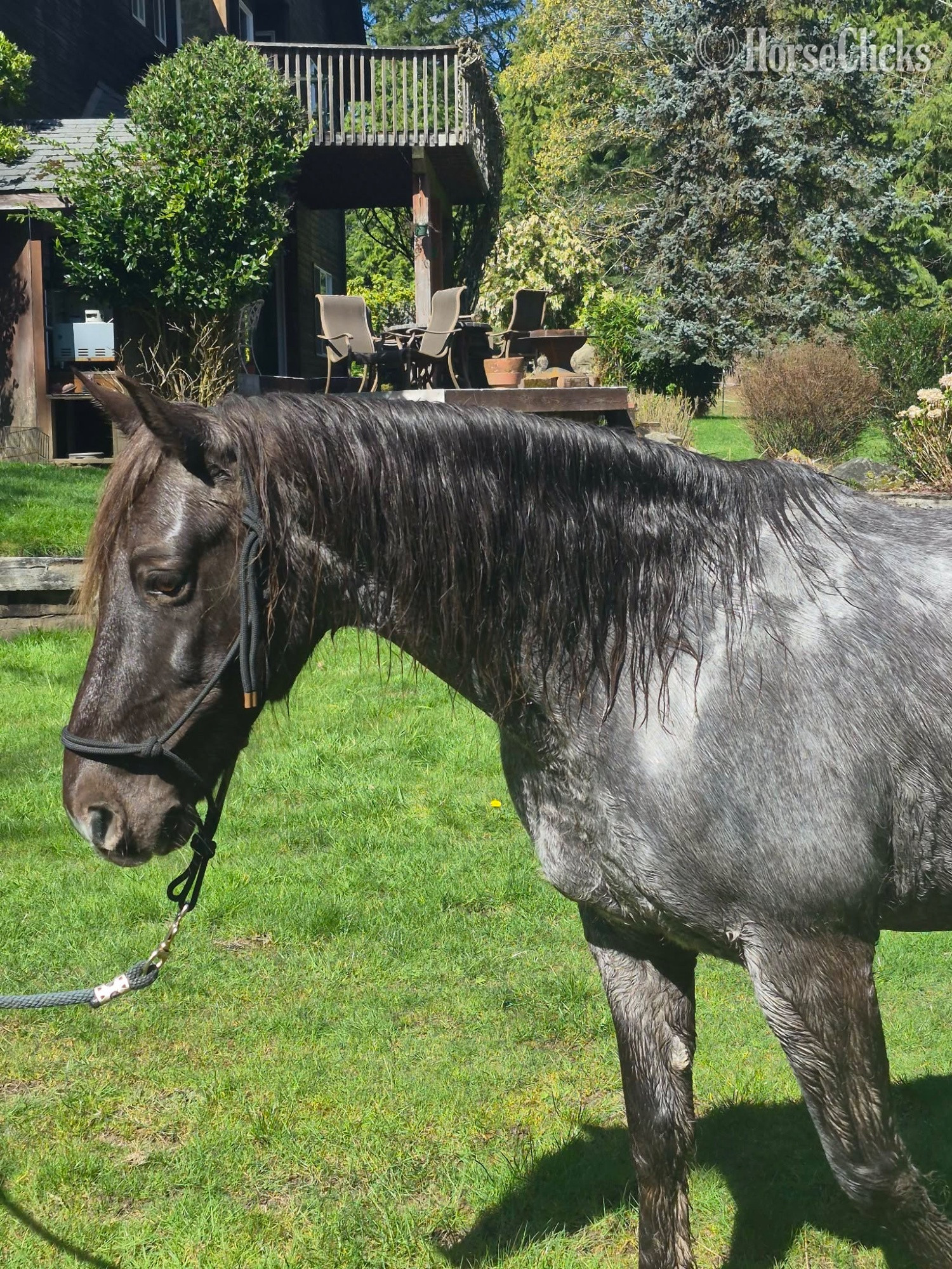 "Duke" Blue Roan Gelding Rocky Mountain - Rocky Mountain in Washington