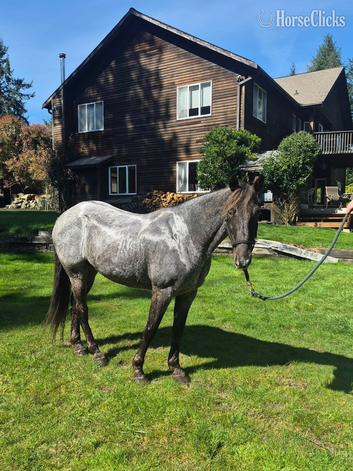 "Duke" Blue Roan Gelding Rocky Mountain - Rocky Mountain
