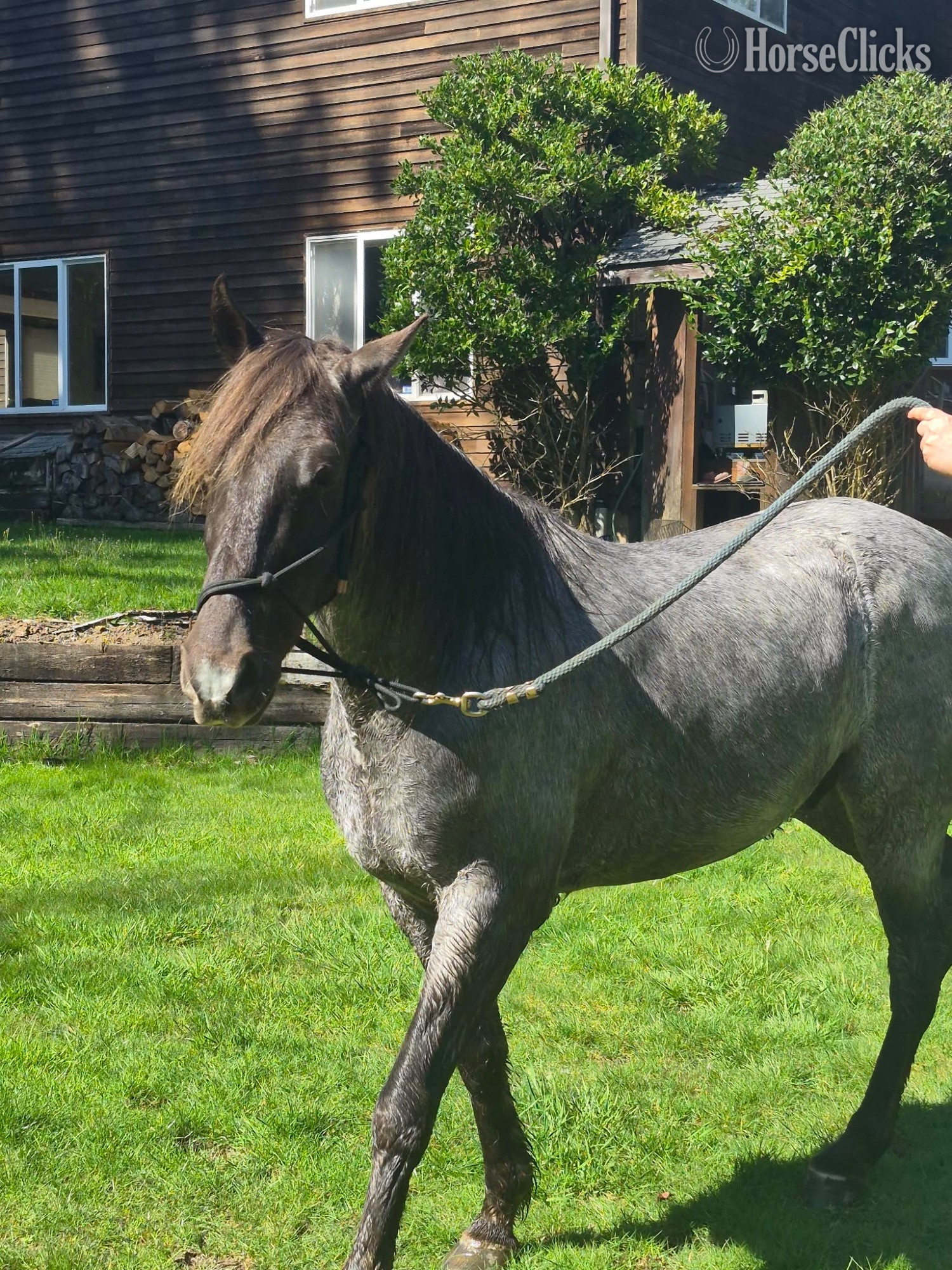 "Duke" Blue Roan Gelding Rocky Mountain Washington