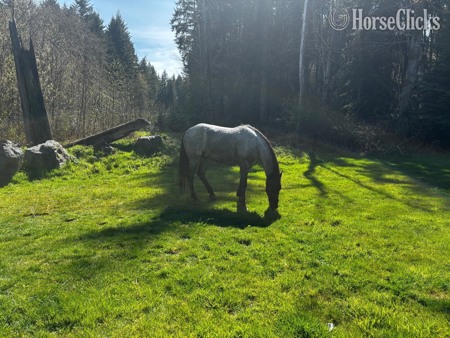 Rocky Mountain - "Duke" Blue Roan Gelding Rocky Mountain in Washington