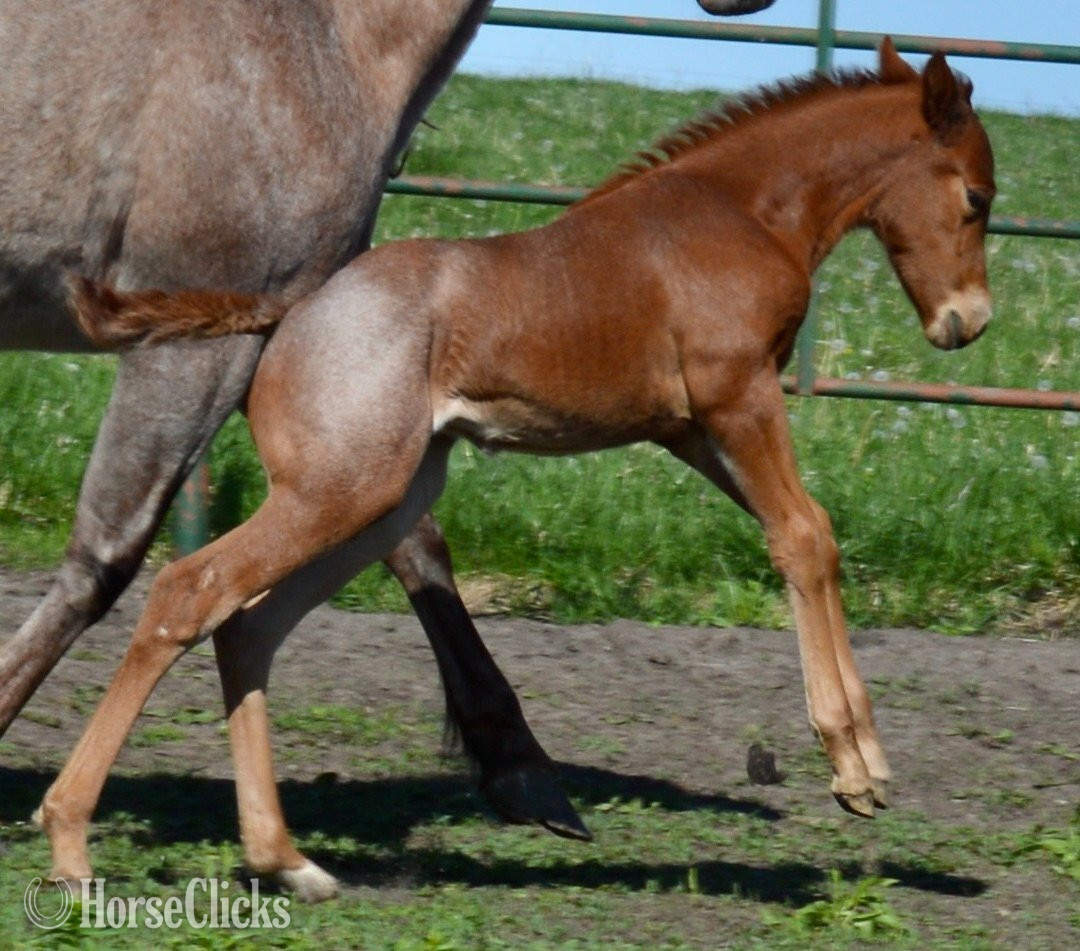"Kwik Sann - Pymts OK" Red Roan Filly Quarter Horse in Missouri