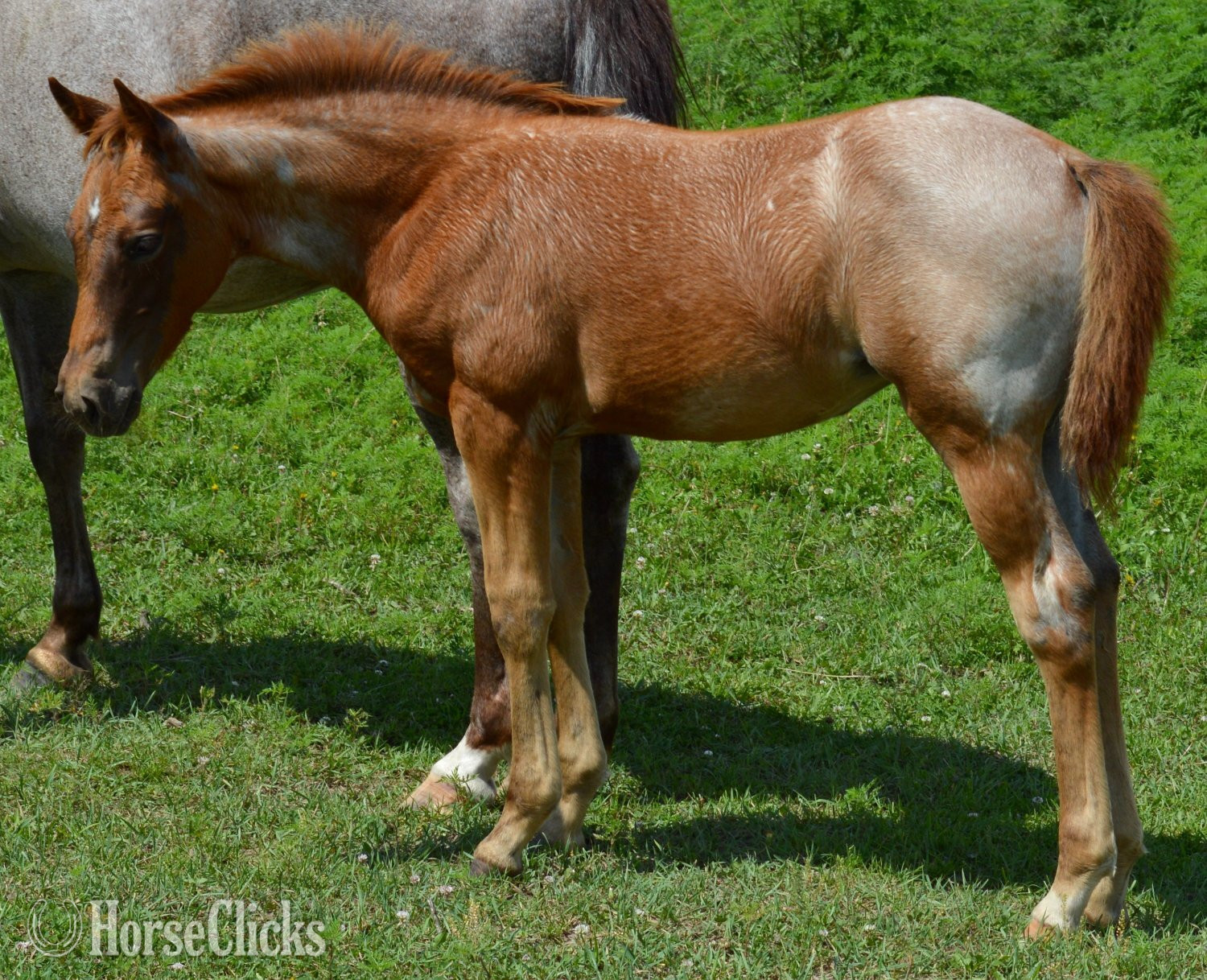 "Kwikk Sann - Pymts OK" Red Roan Filly Quarter Horse in Missouri