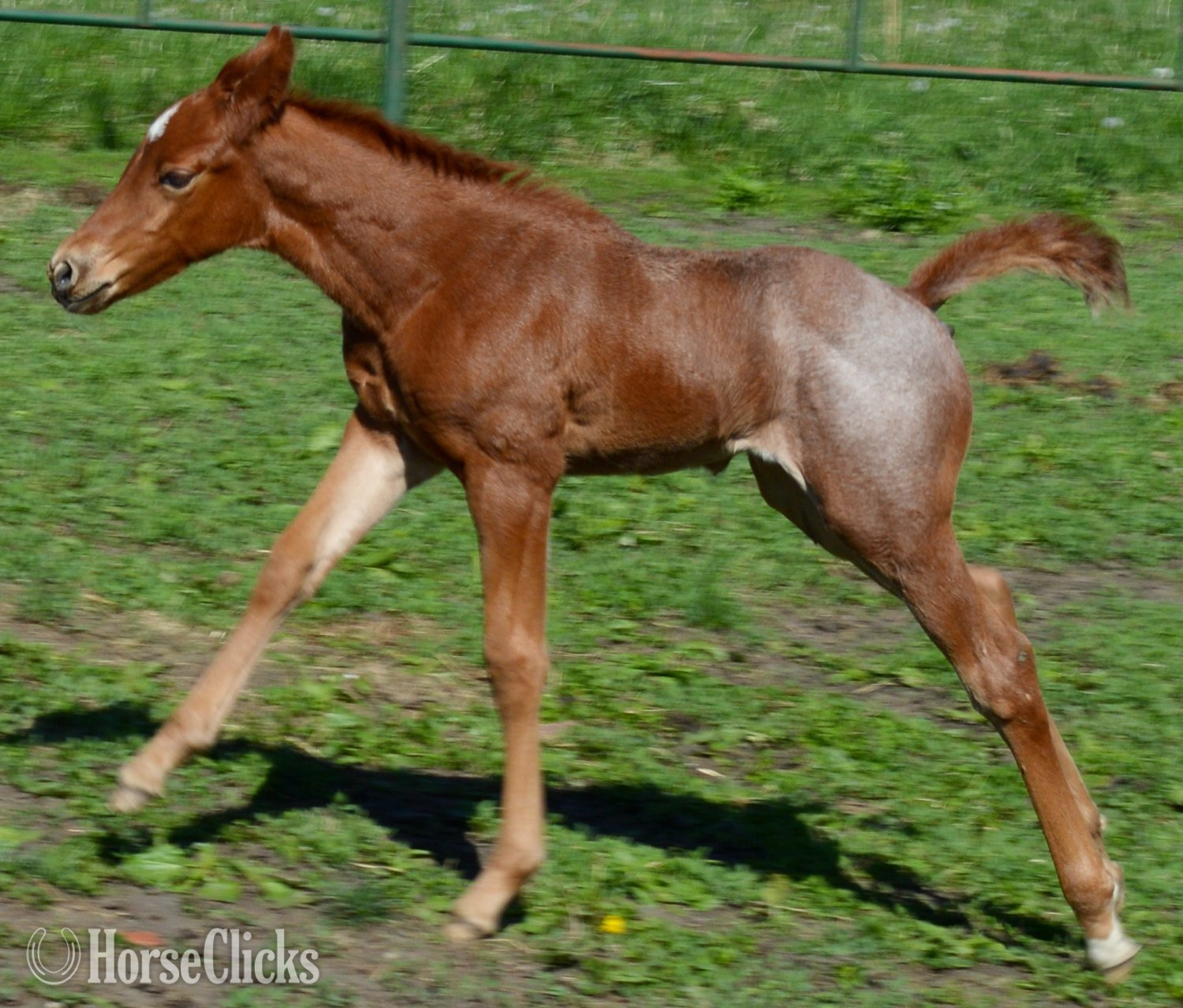 "Kwik Sann - Pymts OK" Red Roan Filly Quarter Horse