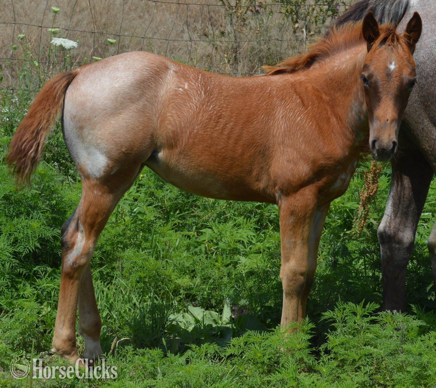 "Kwikk Sann - Pymts OK" Red Roan Filly Quarter Horse