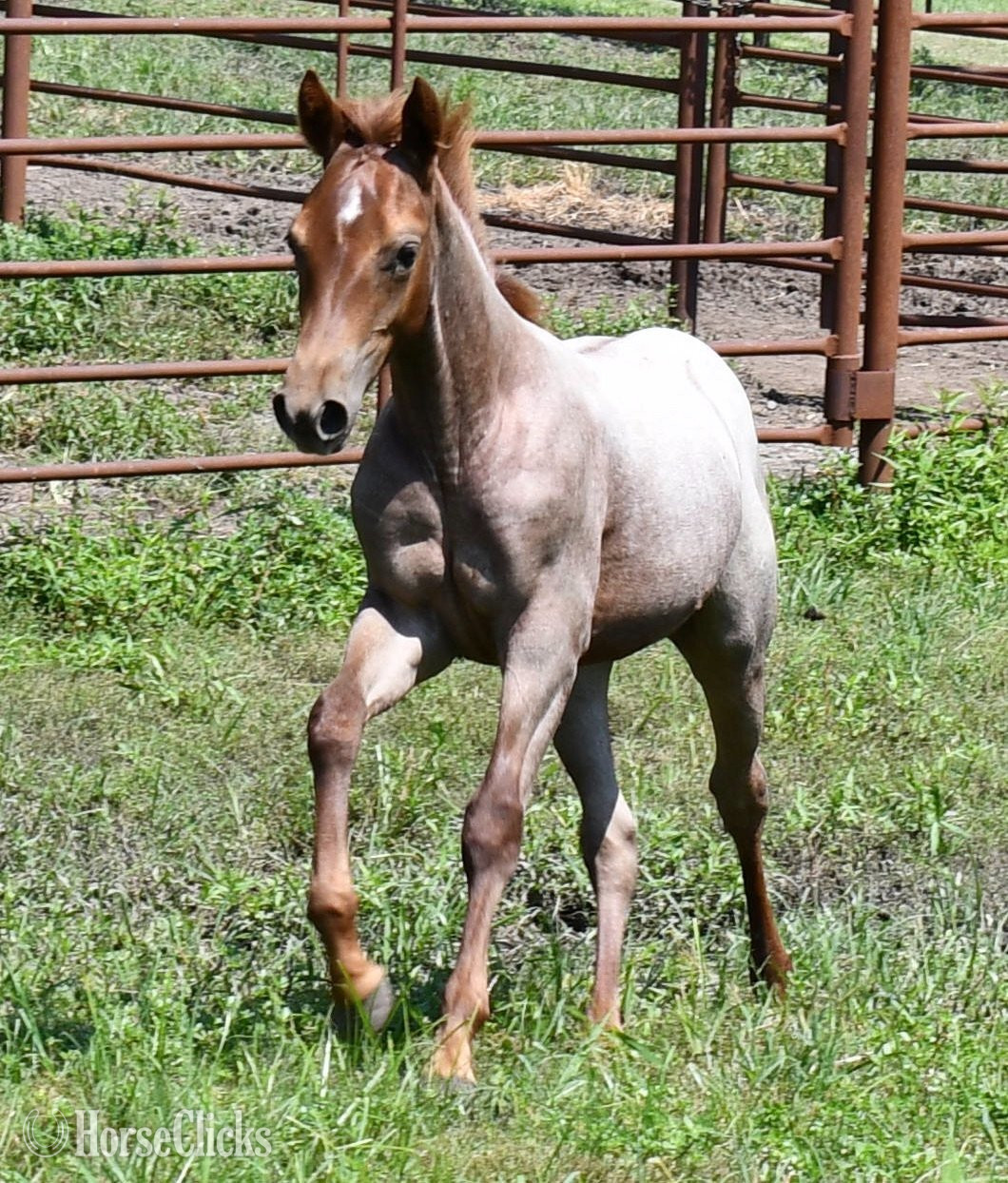 "Kwikk Sann by One Time Sannman LTE$60,00" Red Roan Filly Quarter Horse