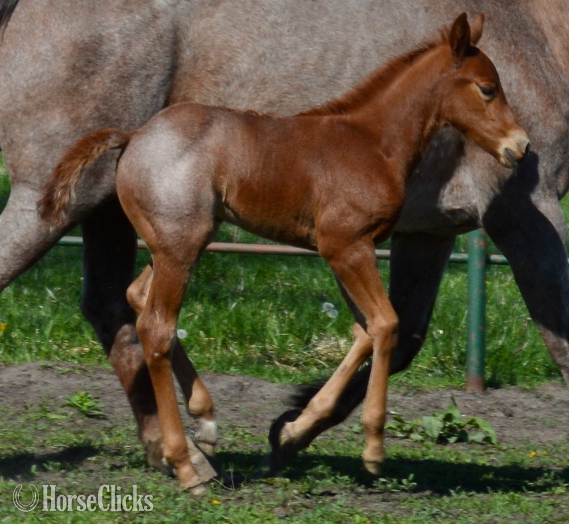 Missouri "Kwik Sann - Pymts OK" Red Roan Filly Quarter Horse