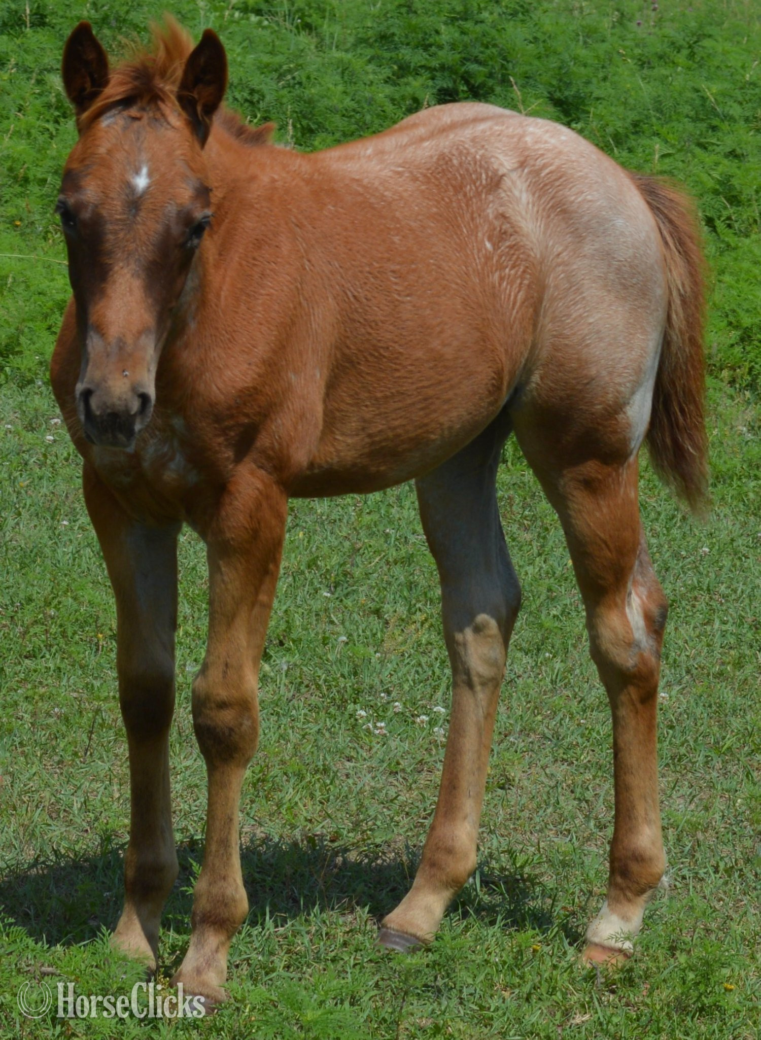 Missouri "Kwikk Sann - Pymts OK" Red Roan Filly Quarter Horse