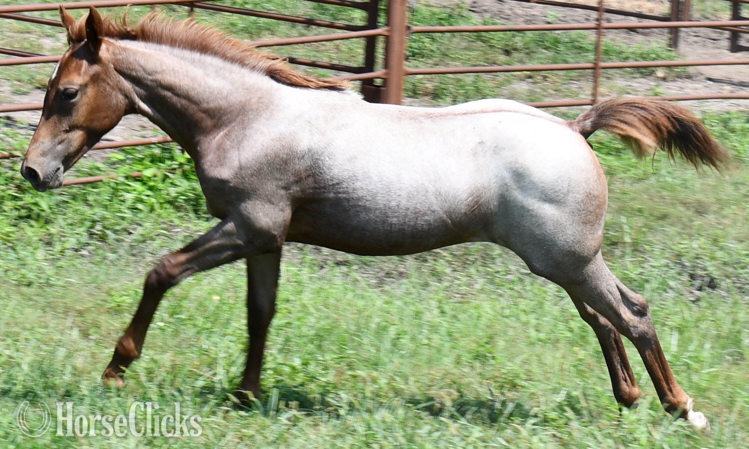 Missouri "Kwikk Sann by One Time Sannman LTE$60,00" Red Roan Filly Quarter Horse