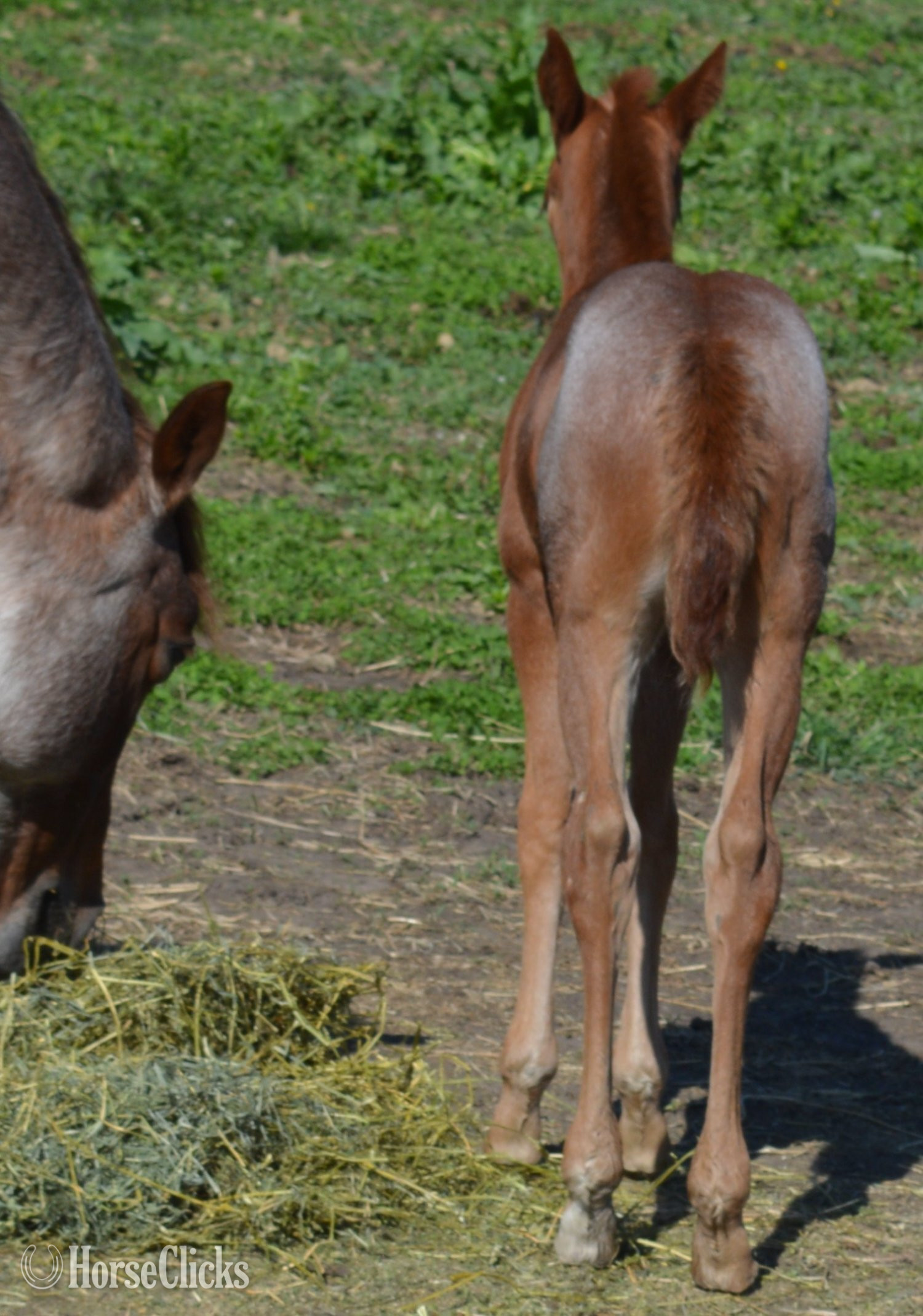 "Kwik Sann - Pymts OK" Red Roan Filly Quarter Horse - Quarter Horse in Missouri