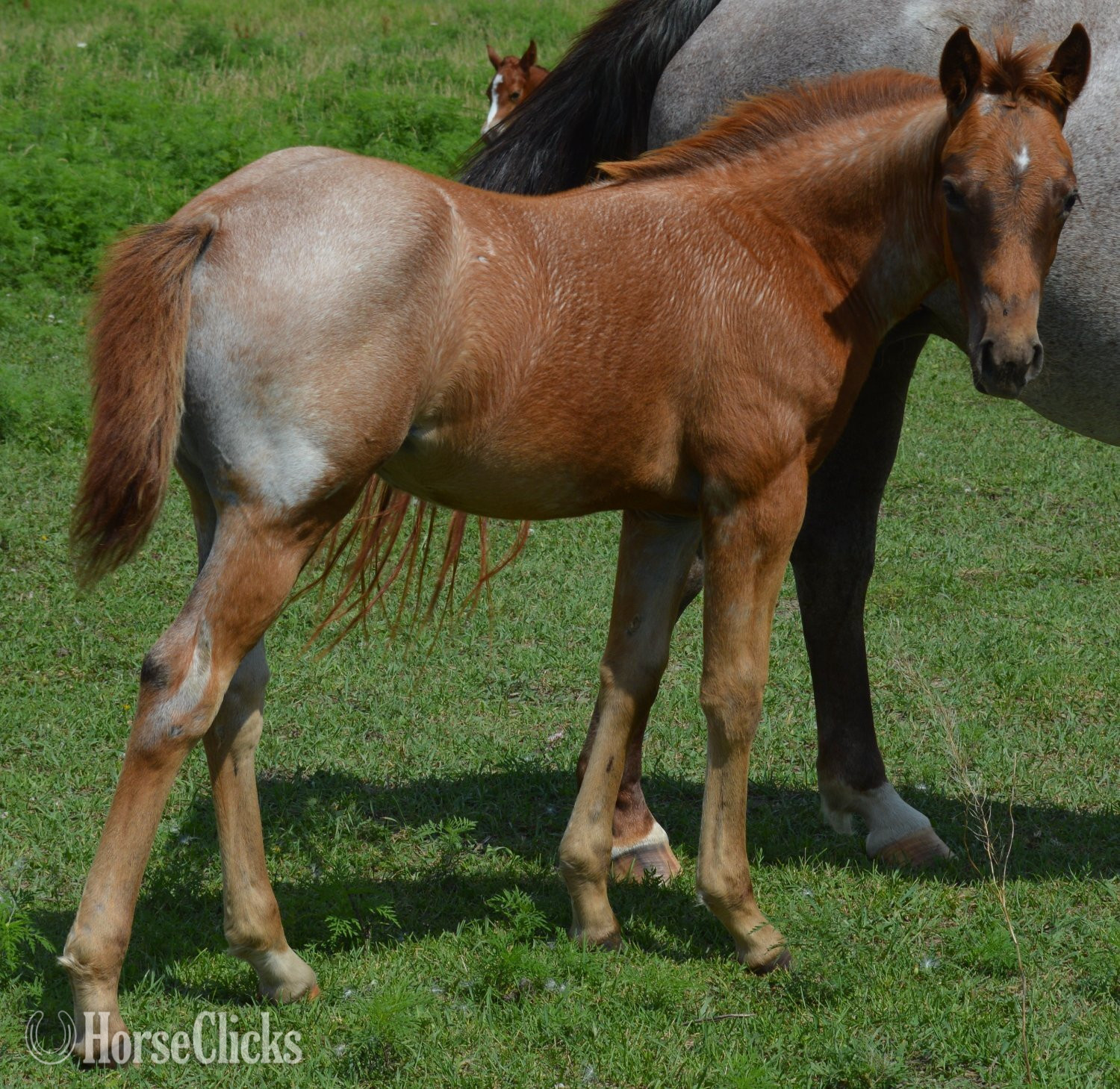 "Kwikk Sann - Pymts OK" Red Roan Filly Quarter Horse - Quarter Horse in Missouri