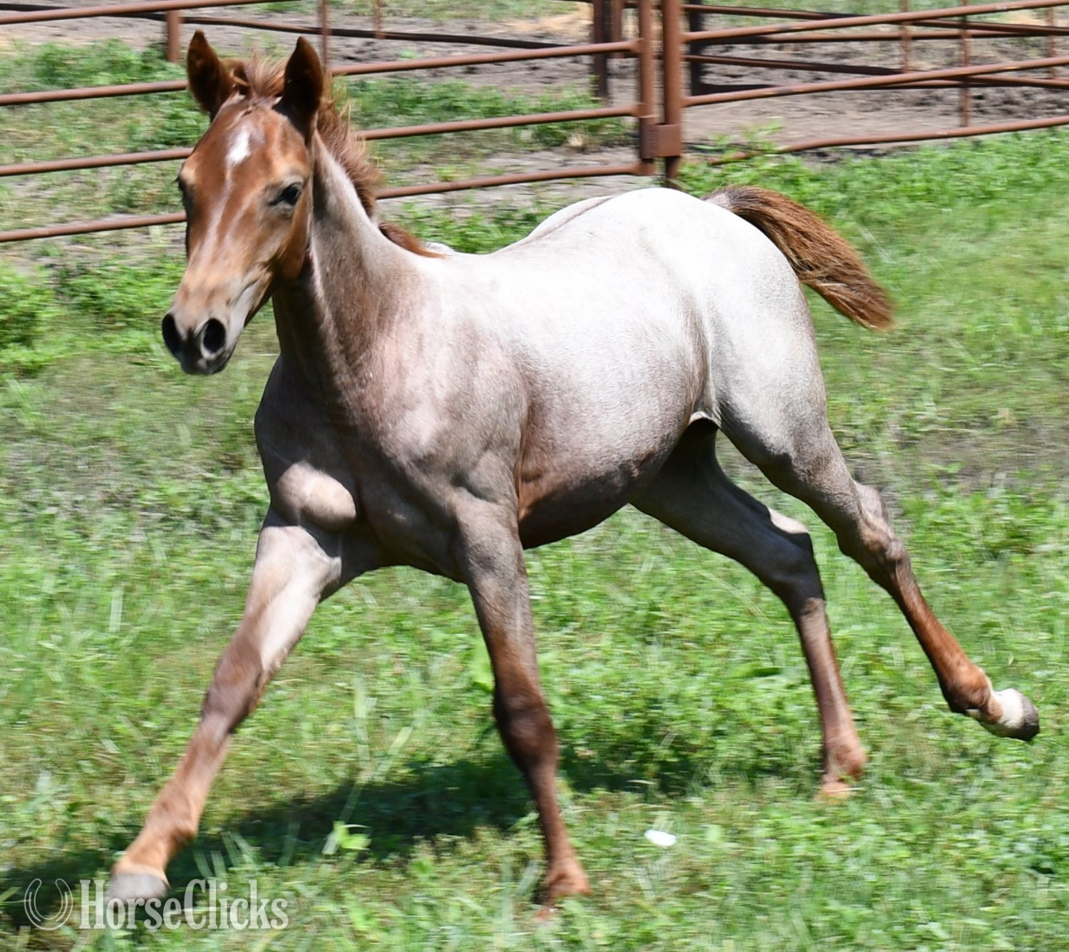 "Kwikk Sann by One Time Sannman LTE$60,00" Red Roan Filly Quarter Horse - Quarter Horse in Missouri