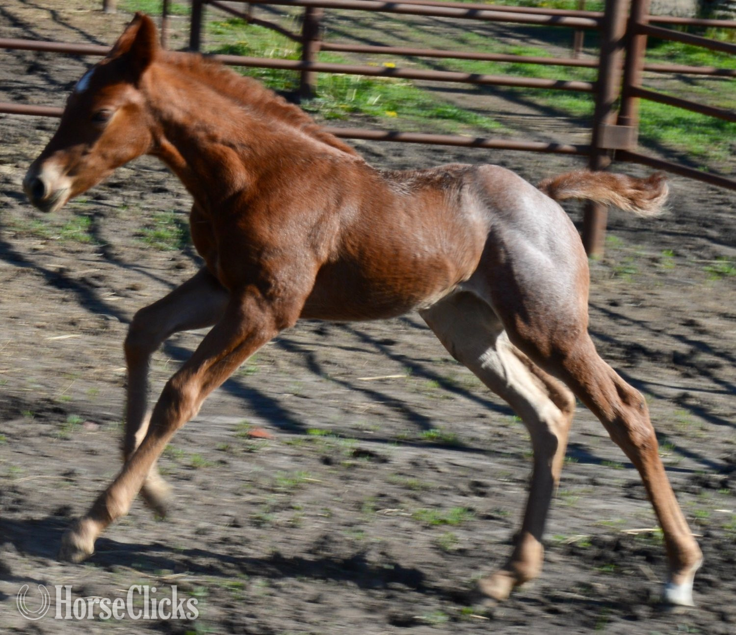 "Kwik Sann - Pymts OK" Red Roan Filly Quarter Horse - Quarter Horse