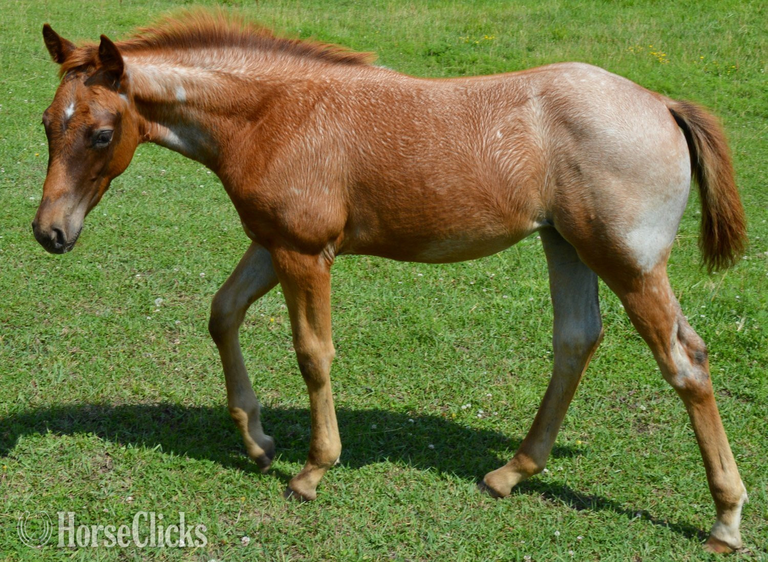 "Kwikk Sann - Pymts OK" Red Roan Filly Quarter Horse - Quarter Horse