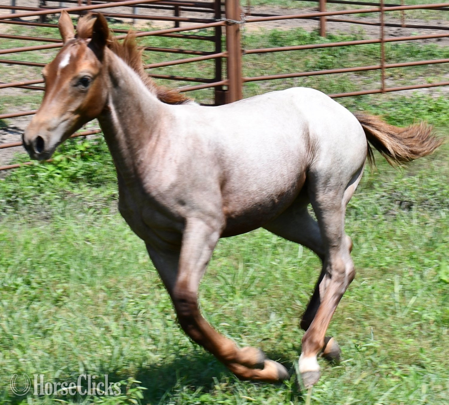 "Kwikk Sann by One Time Sannman LTE$60,00" Red Roan Filly Quarter Horse - Quarter Horse