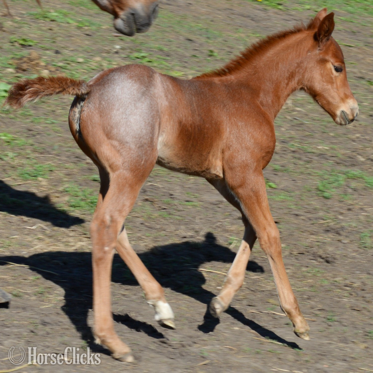 "Kwik Sann - Pymts OK" Red Roan Filly Quarter Horse Missouri