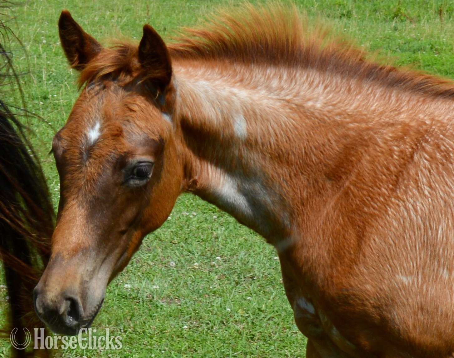 "Kwikk Sann - Pymts OK" Red Roan Filly Quarter Horse Missouri
