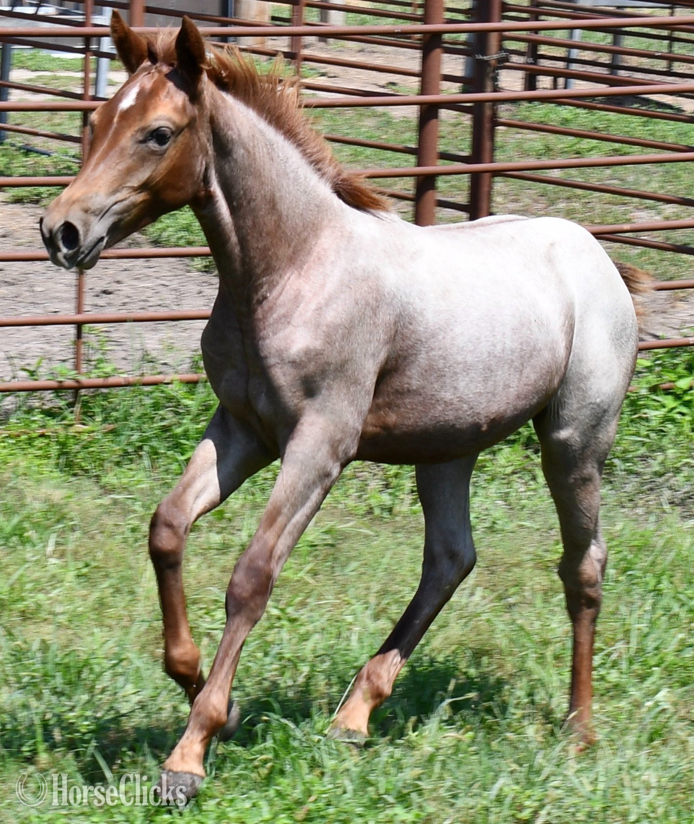 "Kwikk Sann by One Time Sannman LTE$60,00" Red Roan Filly Quarter Horse Missouri