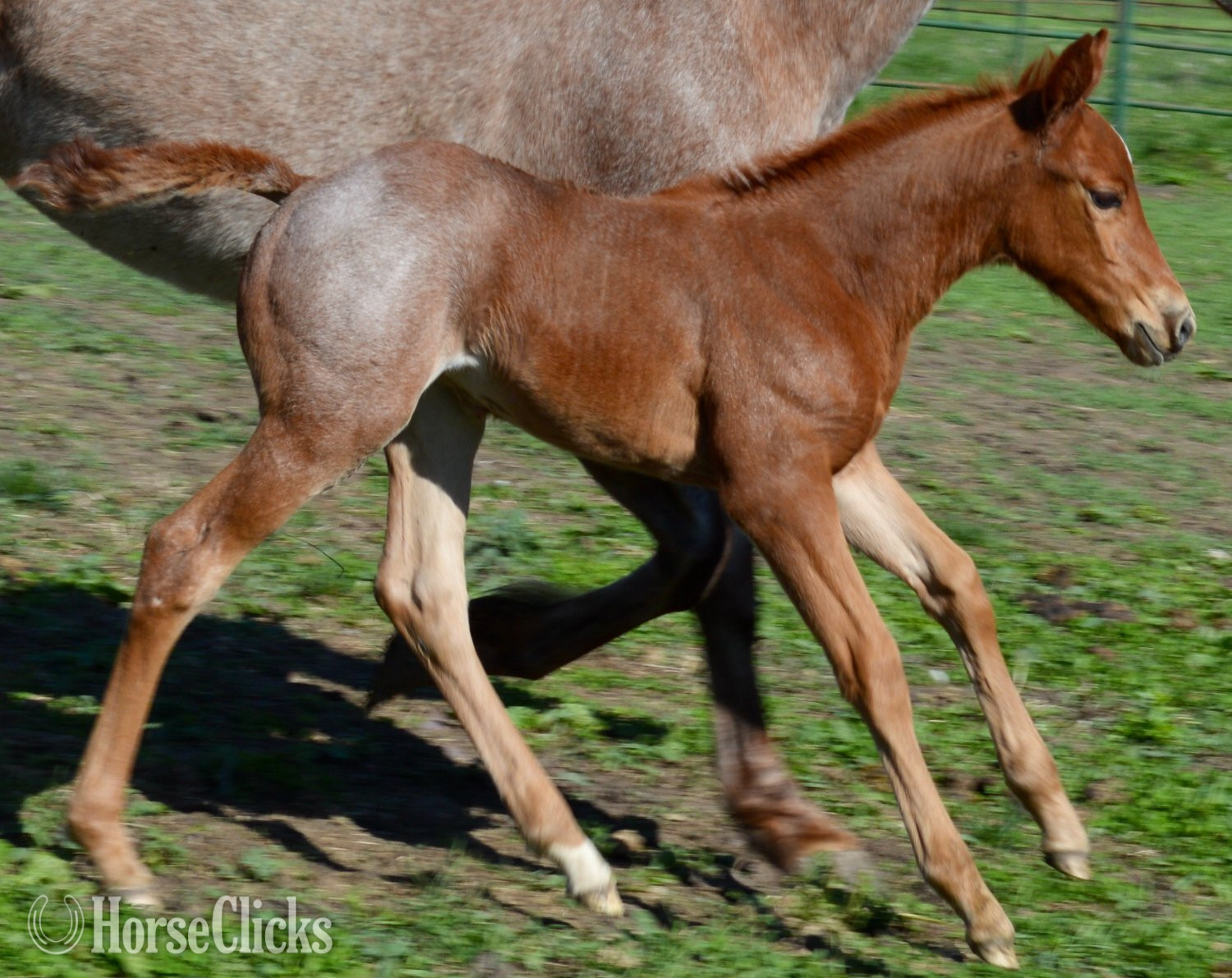 Quarter Horse - "Kwik Sann - Pymts OK" Red Roan Filly Quarter Horse in Missouri