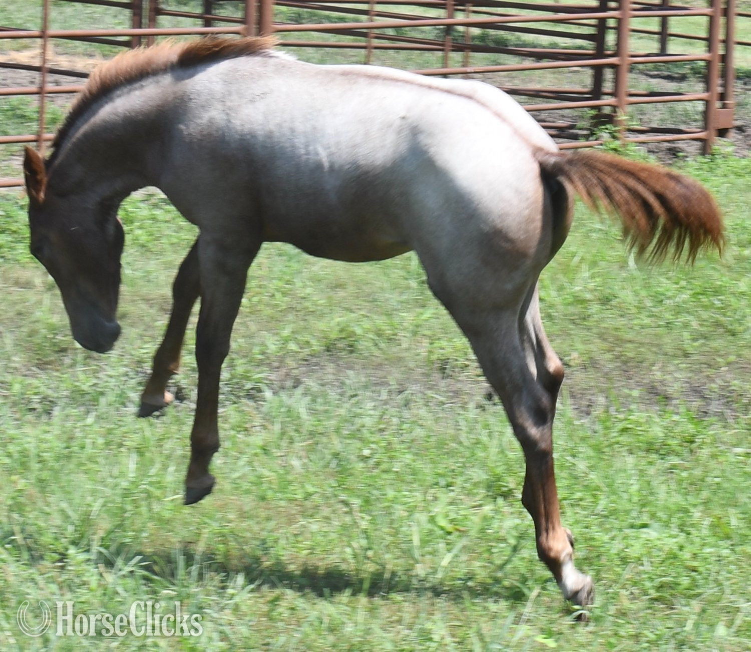Quarter Horse - "Kwikk Sann by One Time Sannman LTE$60,00" Red Roan Filly Quarter Horse in Missouri